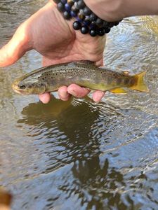 Brown Trout