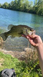 Largemouth Bass