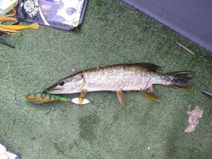Northern Pike