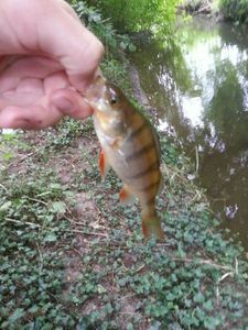 European Perch