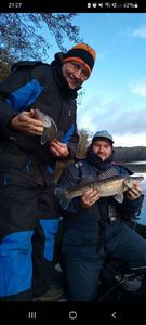 Zander