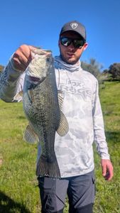 Largemouth Bass