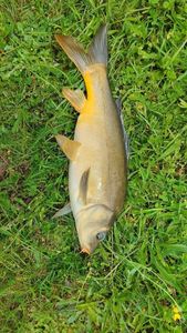 Leather Carp