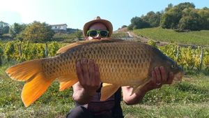 Common Carp
