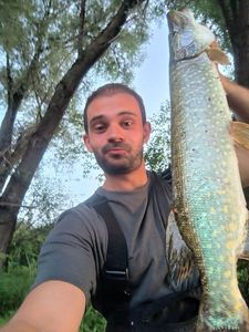 Northern Pike