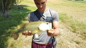 Largemouth Bass