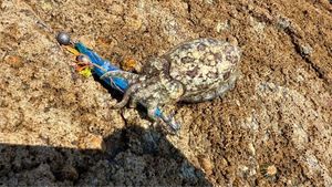 Common Cuttlefish
