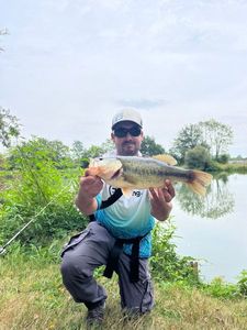 Largemouth Bass