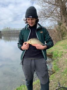 Common Bream