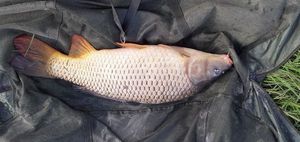 Common Carp