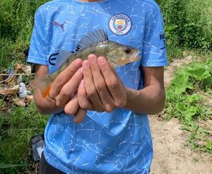 European Perch