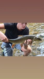 Barbel