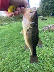 Largemouth Bass
