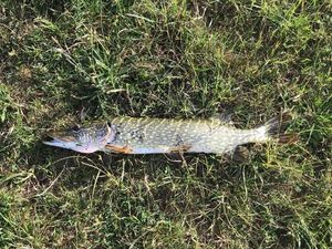 Northern Pike