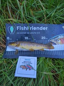 Brown Trout