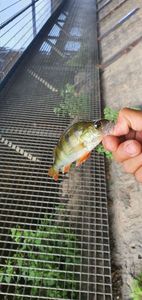 European Perch