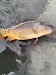 Mirror Carp