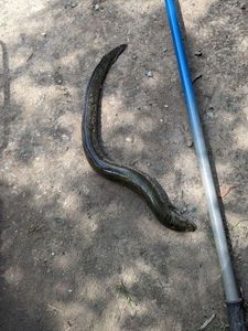 European Eel (Common Eel)