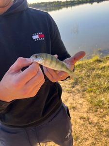 Yellow Perch