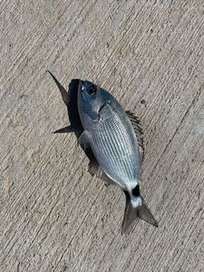 Saddled Seabream