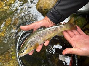 Brown Trout