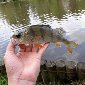 European Perch