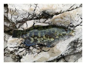 Ballan Wrasse