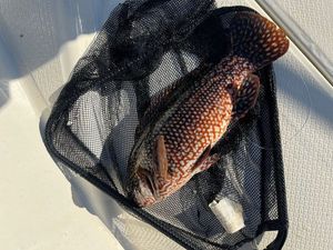 Ballan Wrasse