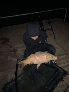 Common Carp
