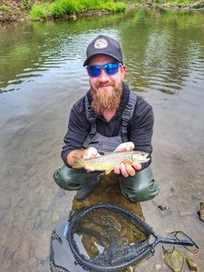 Brown Trout