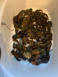 Spinycheek Crayfish