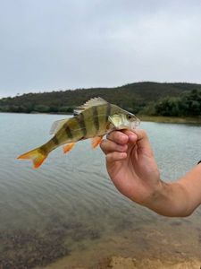 European Perch