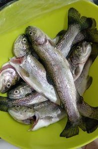 Rainbow Trout