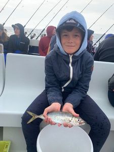 Japanese Jack Mackerel