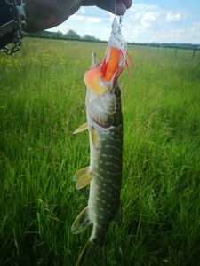 Northern Pike