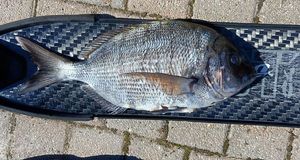 White Seabream