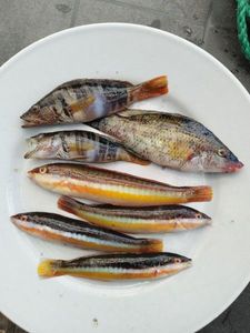 Mediterranean Rainbow Wrasse