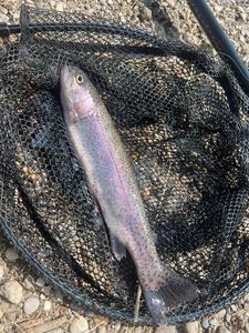 Rainbow Trout