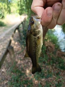 Largemouth Bass