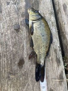 Common Carp