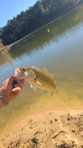 Largemouth Bass