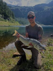 Truite de Lac (Touladi - Omble du Canada - Truite Grise - Cristivomer)