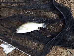 Largemouth Bass