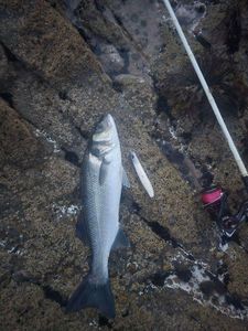 European Bass (Seabass)