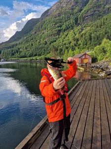 Atlantic Cod (Baltic)