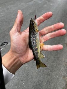 Brown Trout
