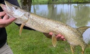 Northern Pike