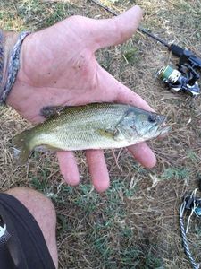 Largemouth Bass