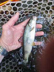 Brown Trout
