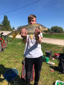 Common Carp